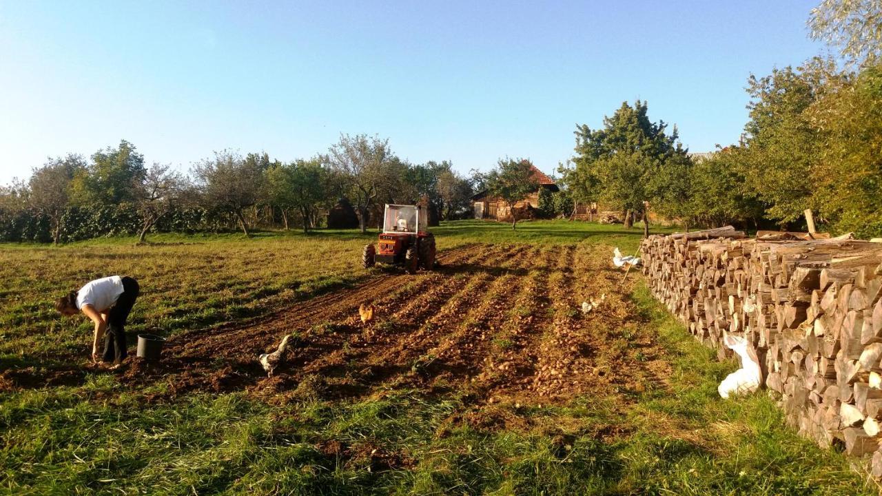 Casa Comilor Bed & Breakfast Surdesti  Bagian luar foto
